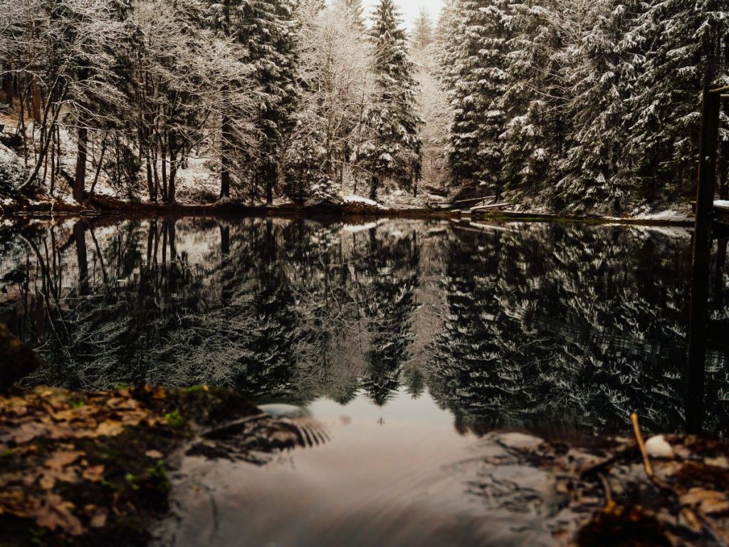 winter in the forest near Bucharest